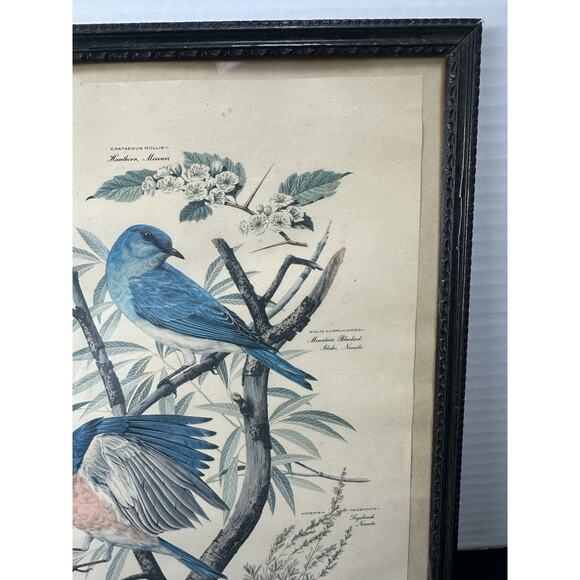 VTG 1950's Arthur Singer Framed Bird Lithograph Print signed Original Frame - Picture 5 of 10